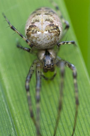 Metellina segmentata